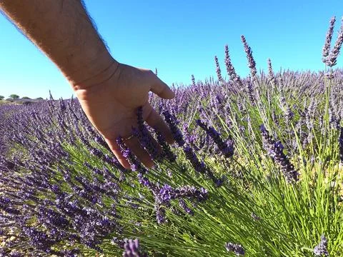 Close up of man hand touching softly lavender flowers in the field. Concept o Foto stock