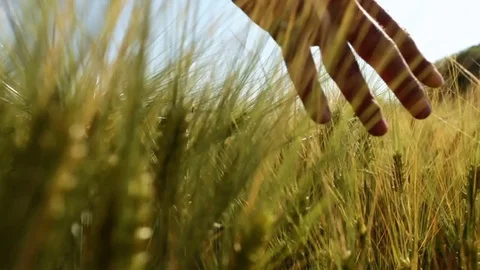 Close-up of man hand walking through wheat field, handheld shot Stock Footage 74198732