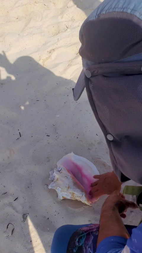 Close up man handling botuto Seashell on white sand beach, caribbean Stockbeeldmateriaal 286248259