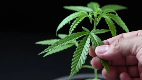 Close up man hands gently touching cannabis leaves, Stock Footage 202657891