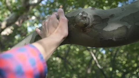 Close Up man hand's that touching on tree trunk in the forest Stock Footage 121912855