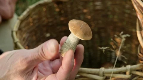 Close-up of a man holding and rotating freshly cut edible Boletus mushroom Stock Footage 283897309