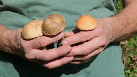 Close-up of a man holding freshly cut edible Boletus mushrooms in his hands in Stock Footage 283348807