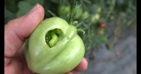 Close-up of man holding a green tomato attacked by Tuta absoluta pest with .. Stock Footage 342827186