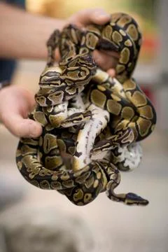 Close-up of a man holding a group of pythons Stock-Fotos