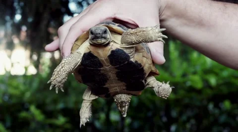 Close up of a man holding a turtle in his hand Stock Footage 65368509
