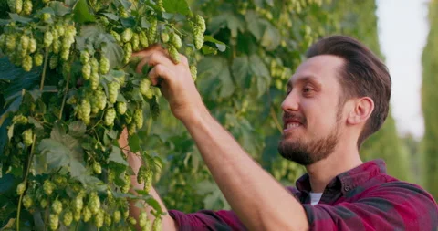 Close-up of a man inspecting and smelling fresh hop cones used in making beer. Stock Footage 146549116