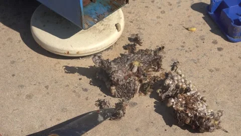 Close-up of man inspecting wasp nest larvae with a knife after removing it .. Stock Footage 343874527