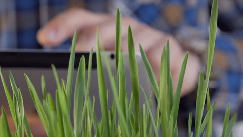 Close-up of a man in the laboratory studying young green shoots and making notes Stock Footage 106724939