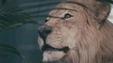 Close up of man-made false lion in jungle in plants Stock Footage 101992951