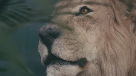 Close up of man-made false lion in jungle in plants Stock Footage 101993006