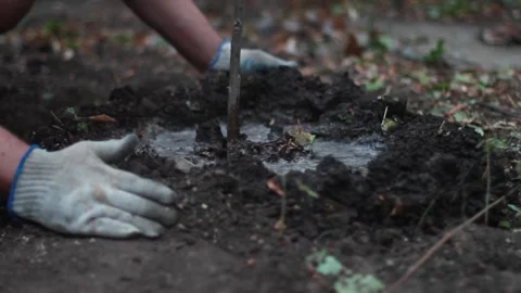 Close-up of a man making a hole and planting a tree in the garden Stock Footage 252273018