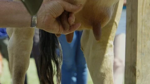 Close-up man milking cow Stock Footage 197840162