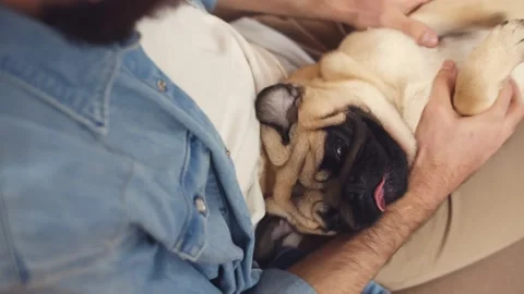 Close up of man owner playing with cute dog at home Video stock 145846396
