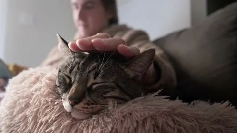 Close up man petting cat. Stock Footage 168743829