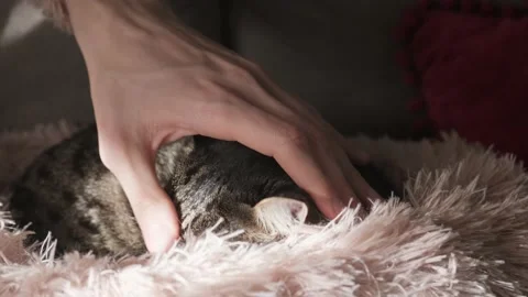 Close up man petting cat. Stock Footage 168803439