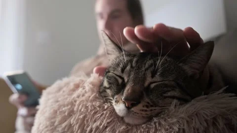 Close up man petting cat. Stock Footage 182113773