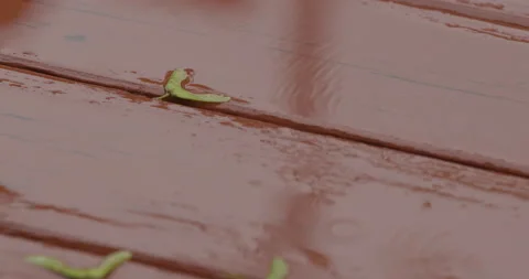 Close up a man pick up a tree seed from a red wood desk Stock Footage 131924661