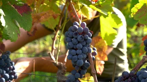 Close up man picking the grapes on the grapevine Video stock 116623844