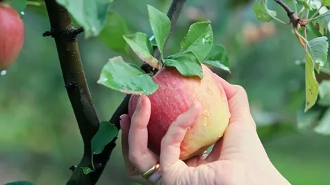 Close up an man picking one red apple from the apple tree branch in garden. Stock Footage 237325358