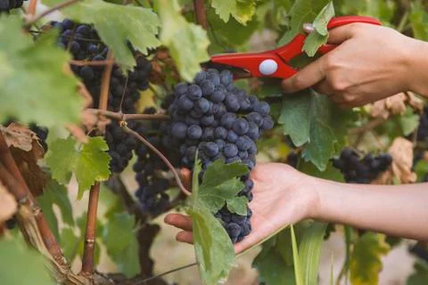 Close-up man picking red wine grapes on vine in vineyard.harvest of blue grap Stock Photos