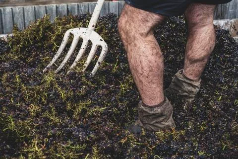 Close up of man with pitchfork standing in a vat of black grapes. Stock Photos