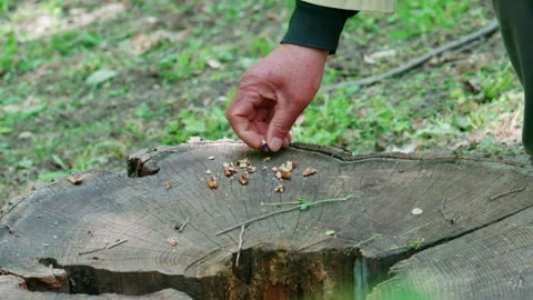 Close up of a man placing nuts on a tree stump in a forest for squirrels Stock Footage 336811401