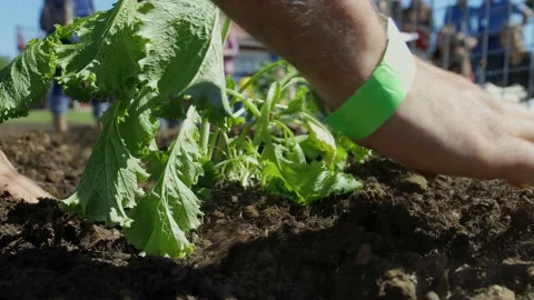 Close-up man planting Stock Footage 197841021