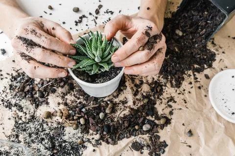 Close up man is planting succulent, the process of creation of the indoor garden Stock Photos