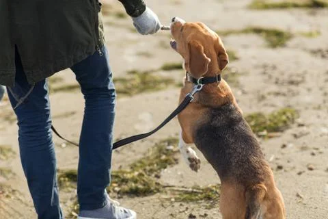 Close up of man playing with beagle dog on beach Stock Photos