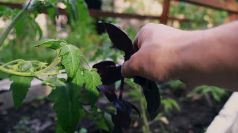 Close-up of a man plucking an sheet of basil. A 動画素材 199024664