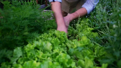 Close-up of a man plucking a sheet of salat. A Stock Footage 199026799