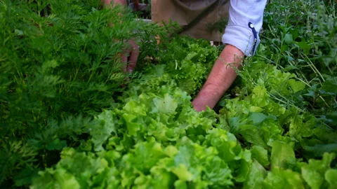 Close-up of a man plucking a sheet of salat. A Stock Footage 199447595