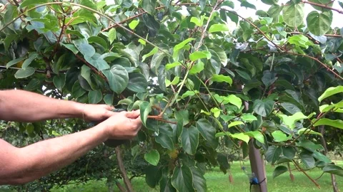 Close-up of man pruning with shears hardy kiwi or minikiwi climbing plant, .. Stock Footage 289811452