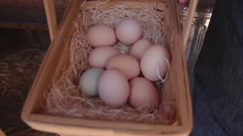 A Close Up of a Man Putting Eggs in a Basket in a Backyard Chicken Coop Stock Footage 125882811