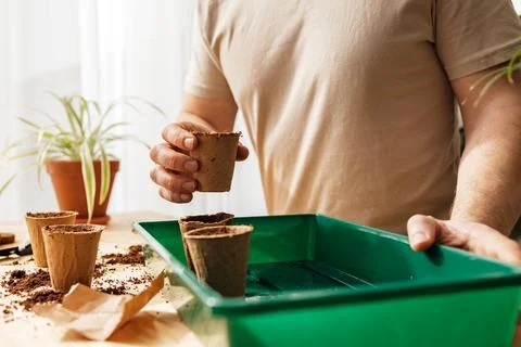 A close -up man putting peat cups in a home greenhouse. Growing vegetables and Stock Photos