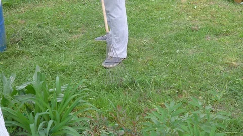 Close-up of a man raking a rake freshly cut grass Stock Footage 109066719