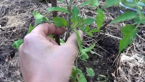 Close up of a man removing tomato suckers by hand for better plant developm.. Stock-Footage 337236944
