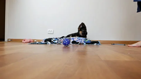 A close-up of a man s legs stepped on a puppy s toy, a German shepherd puppy Stock Footage 127527645