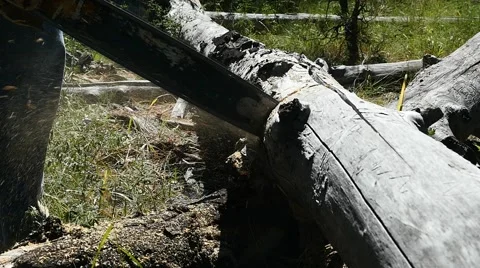 Close up of a man sawing a log with a chainsaw Stock Footage