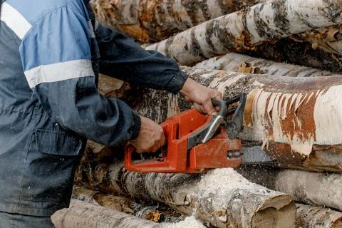 Close-up of a man sawing a tree with a chainsaw. a logger saws a tree trunk with Stock Photos