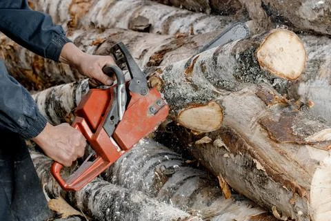 Close-up of a man sawing a tree with a chainsaw. a logger saws a tree trunk with Stock Photos