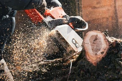 Close-up of a man sawing a tree with a chainsaw with flying sawdust Stock Photos