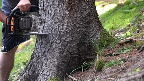 Close up of man sawing tree with a saw. Vídeos de archivo 116791546