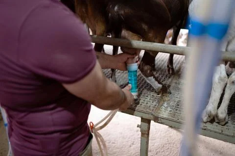 Close-up of a man setting up automatic goat milking machine Stock Photos
