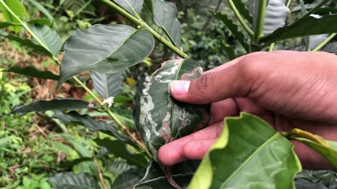 Close up a man show  coffee leaf Stock Footage 216909240