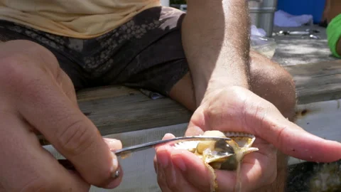 Close-up, a man sits on a dock, opens and cleans a scallop, Florida, USA Stock Footage 140505773