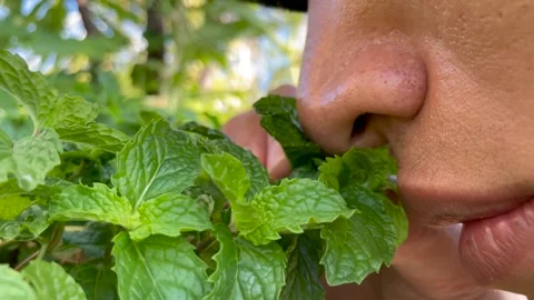 Close-up of man smelling Lemon Balm Stock Footage 266974901