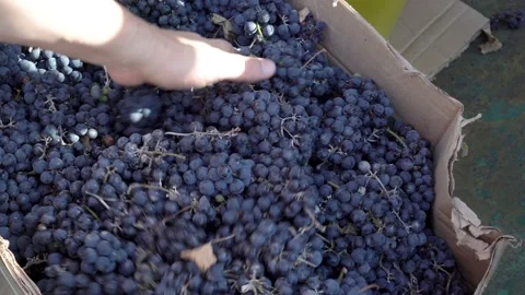 Close-up, a man is sorting and stirring black grapes in a cardboard box after Stock Footage 109374324