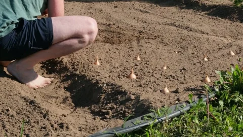Close-up of a man sowing onion seedlings. Concept of natural organic bio farming Stock Footage 276693326